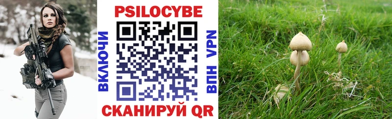 Галлюциногенные грибы Psilocybe  Дубна 